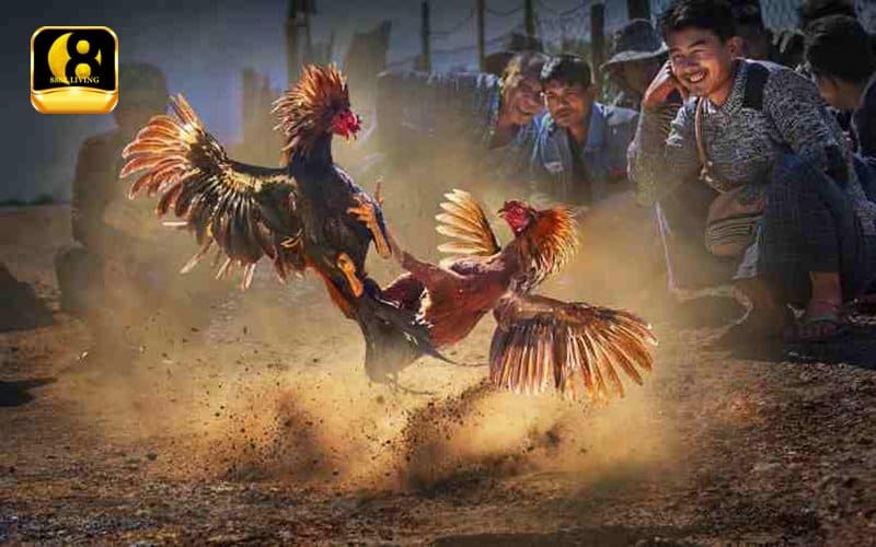 Đá gà 88 Campuchia